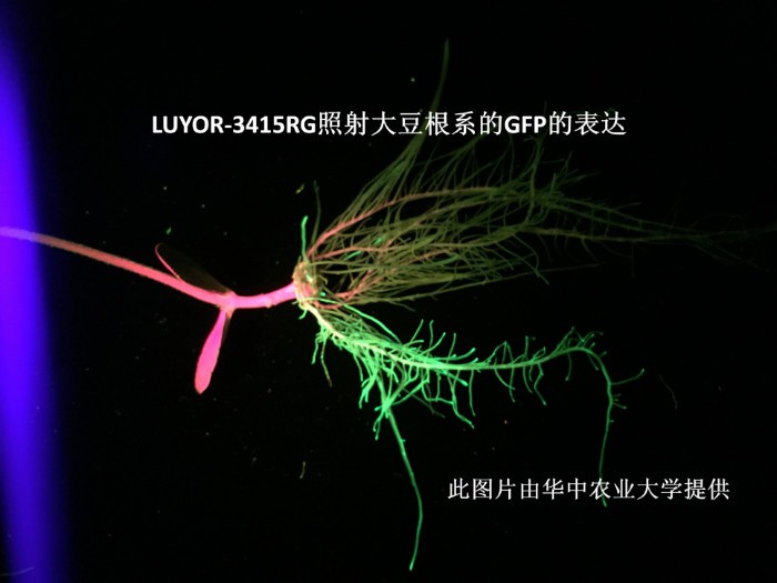 LUYOR-3145RG觀察大豆根系中的gfp熒光蛋白的表達(dá)