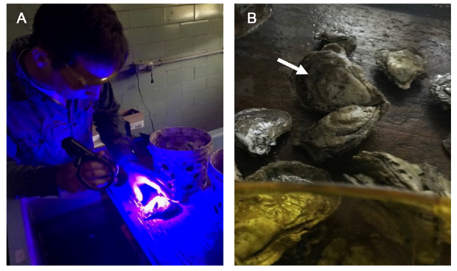 藍色熒光手電筒和黃色熒光觀察眼鏡檢查牡蠣上的熒光標(biāo)記