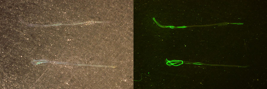 兔腰大肌纖維染色與Alexa Fluor 488 Phalloidin