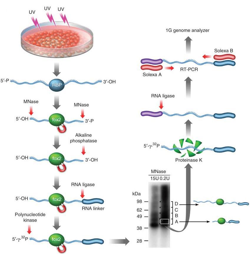 Crosslinking-and-Immunoprecipitation-(CLIP)-2 (1).jpg