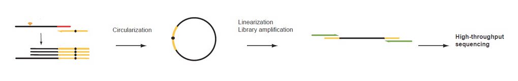 Crosslinking-and-Immunoprecipitation-(CLIP)-6.jpg